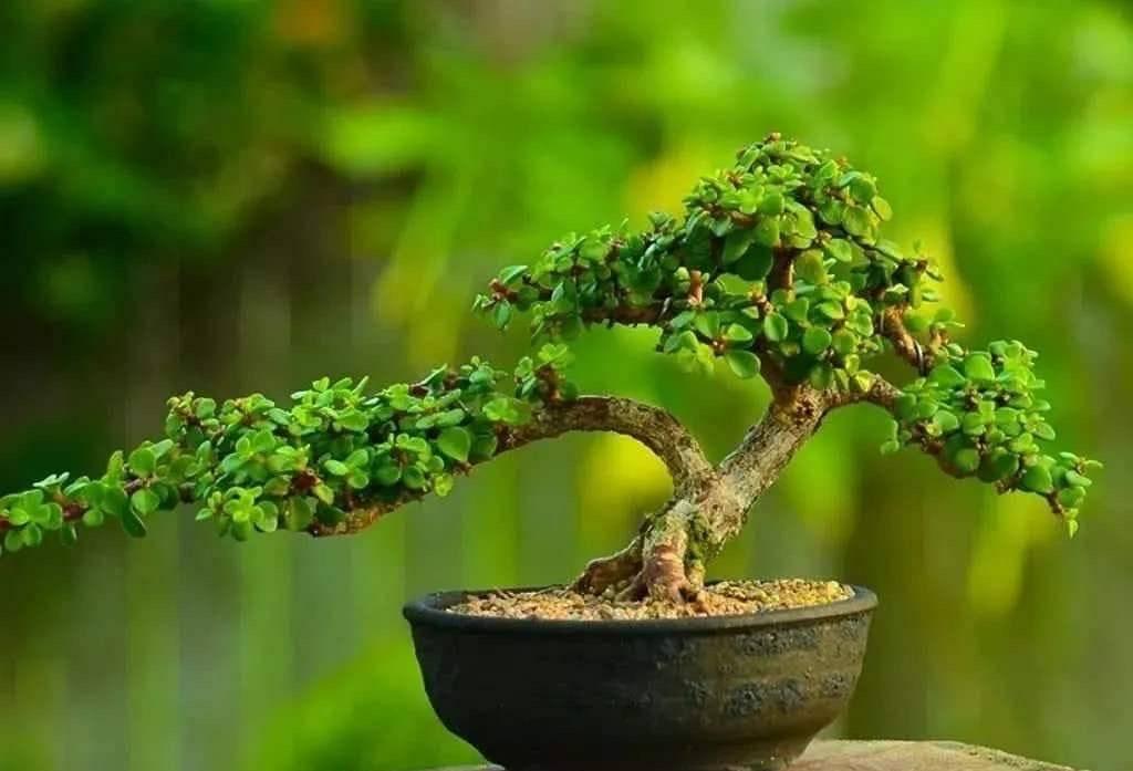 专业详细解答:金枝玉叶盆景种植养殖方法和注意事项