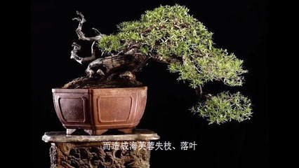 区分荀子盆景不迷路,红花是平枝荀子落叶,白花为珍珠荀子不落叶
