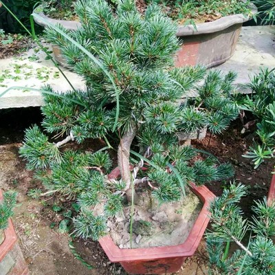 盆景报价大全与种植指南 23种盆景图片鉴赏