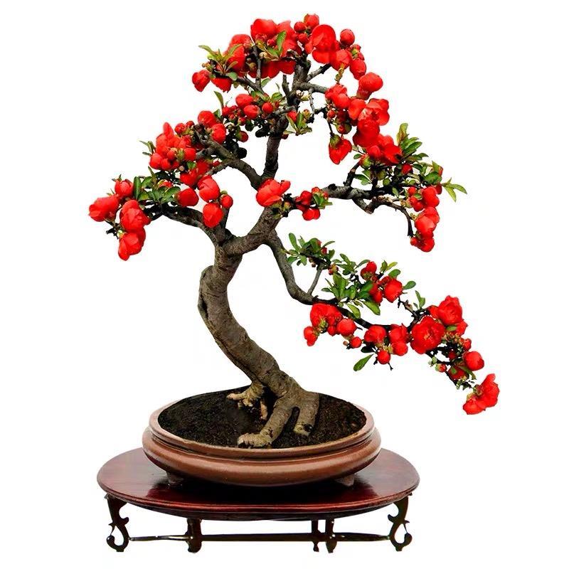 云南酸木瓜树苗 皱皮木瓜海棠的盆景艺术与庭院种植指南