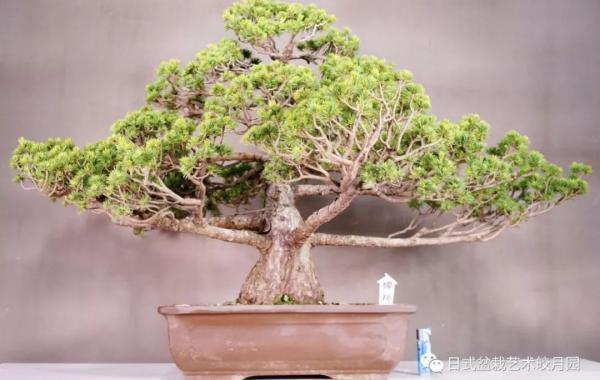 树桩盆景折损枝干的修复