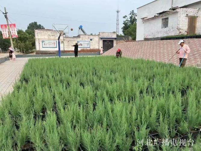 衡水深州:盆景种植发展庭院经济,绿了村庄富了村民