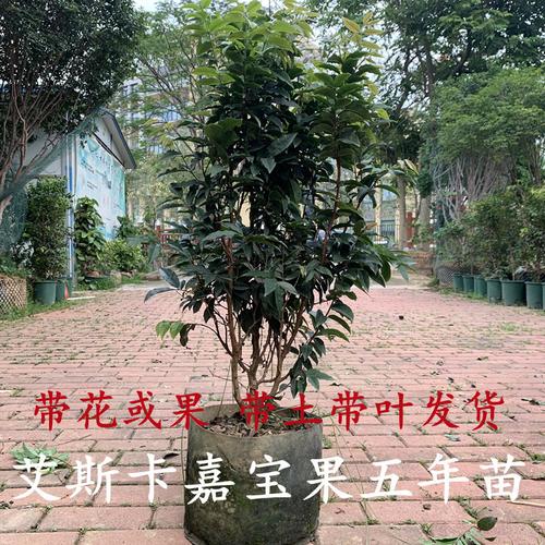夹大号13cm发多奶咖色抓夹磨砂气质发抓后脑勺发夹子盘发卡工厂供应