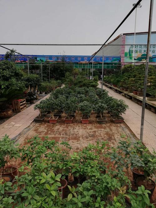 河南省盆景生产基地分类经营研讨会