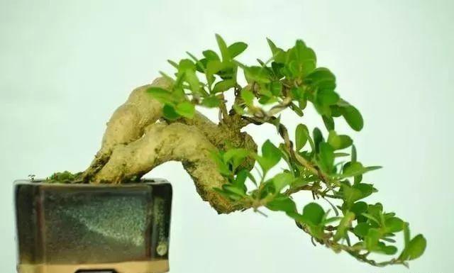 小巧玲珑，室内生辉——探寻小微盆景的独特魅力与种植之道