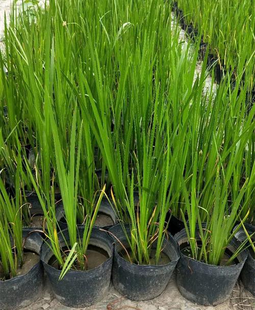 菖蒲与水菖蒲 臭蒲的辨识、图片鉴赏及浮岛水生植物盆景种植指南