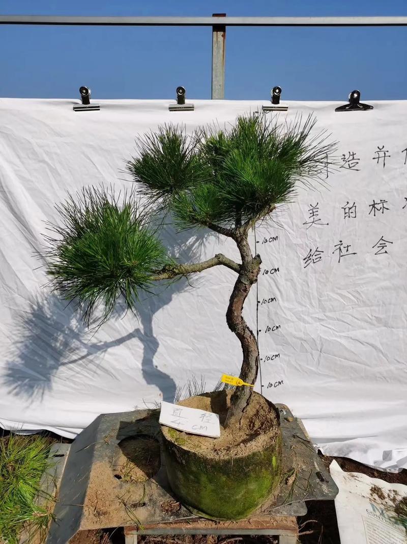 黑松盆景产业洞察 从苗木种植基地到批发零售的全链路解析