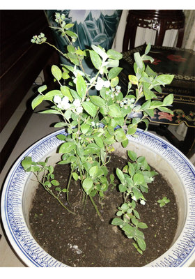 盆栽草莓盆景种植全攻略 从新手到高手的实用指南
