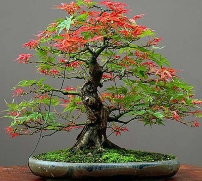 枫树盆景的种植与养护技巧