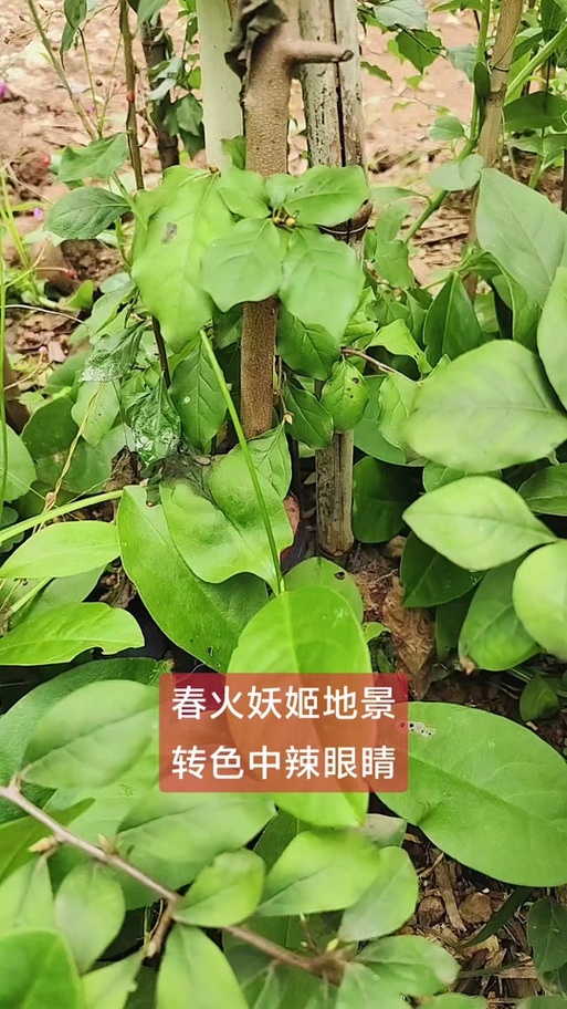 老鸦柿妖姬地景桩 庭院里的秋日红宝石，盆景人的心头好
