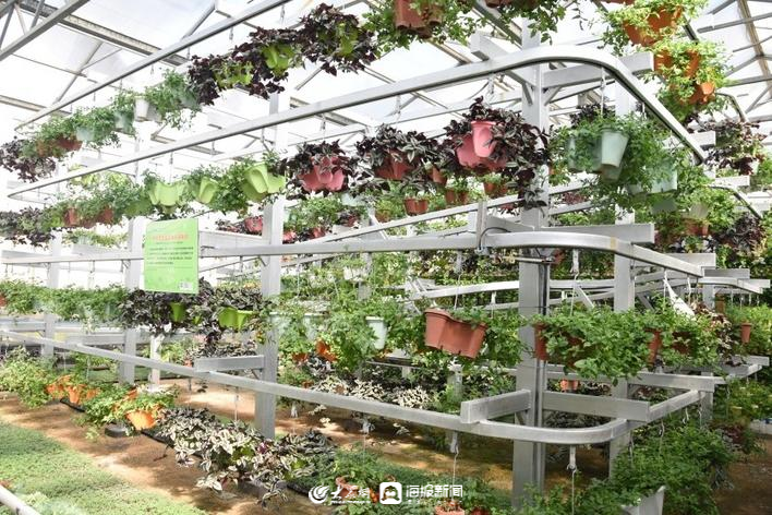 菜博会上的＂黑科技＂ 寿光盆景种植如何颠覆你的想象