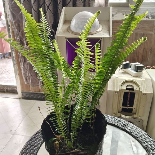 贵州石黄皮苗、蜈蚣苗、肾蕨苗盆栽种植 净化空气与盆景艺术