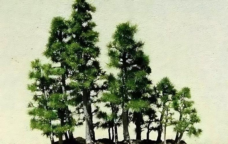 盆景夏季养护管理全攻略 安全度夏，欣欣向荣