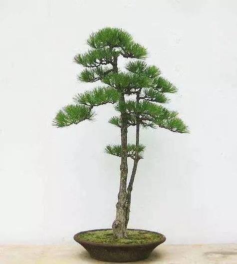 亲自动手制作庄重安稳的直干式盆景，你需要知道这些小秘笈！
