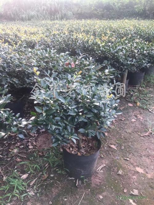六角大红与茶梅 一株精品盆栽里的东方园艺美学