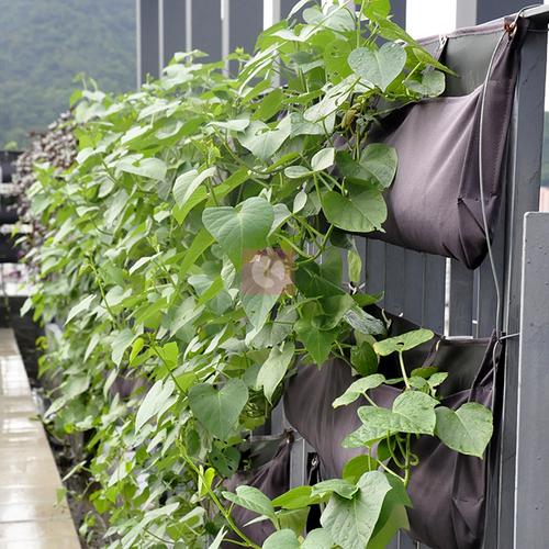 家庭式种植袋 供应阳台绿化的全能花盆选择
