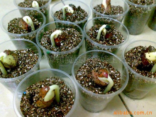 指尖上的绿意 花卉微型盆景DIY، 从义乌地摊到办公室的创意治愈