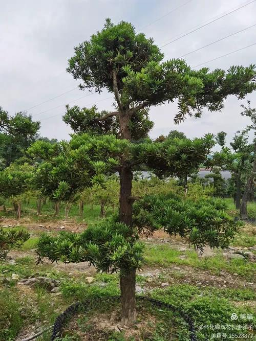 锦辉苗圃 二十三亩盆景桩景基地，别墅花园的首选之地