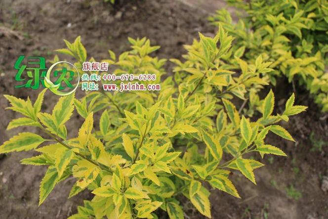 彩色绿化苗木 庭院种植与盆景栽培的致富新选择